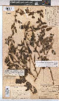Malvastrum coromandelianum image