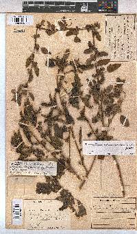 Malvastrum coromandelianum image