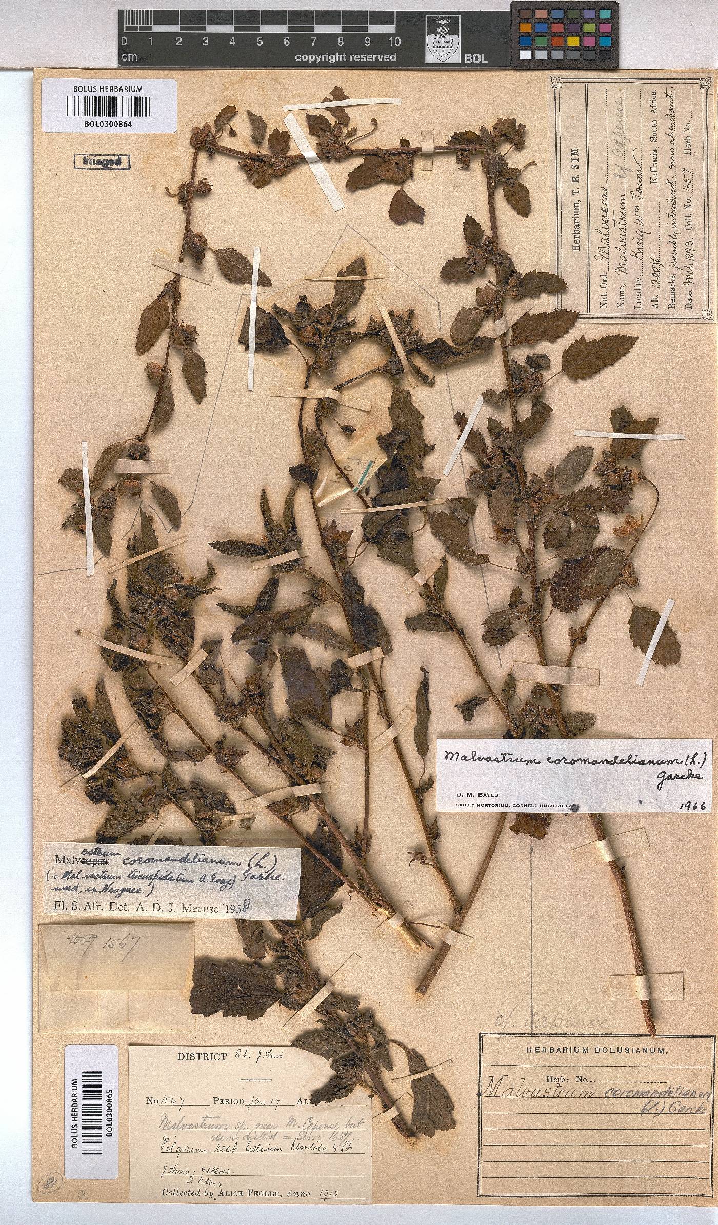 Malvastrum coromandelianum image