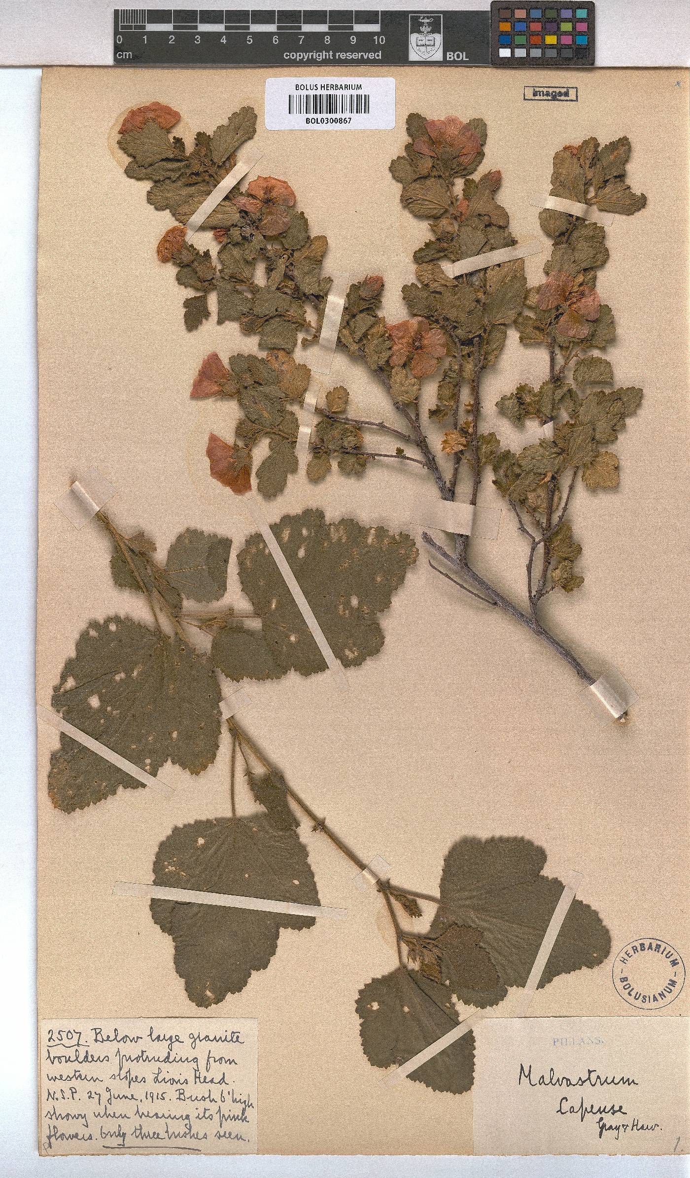 Malvastrum coromandelianum image