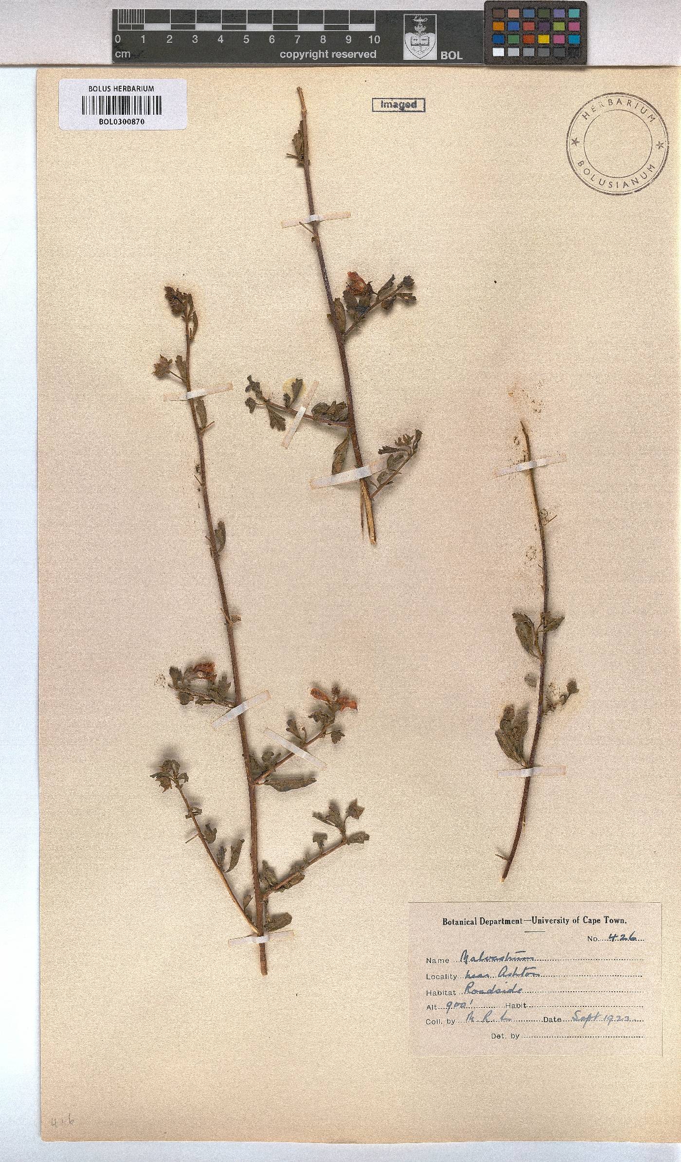 Malvastrum image