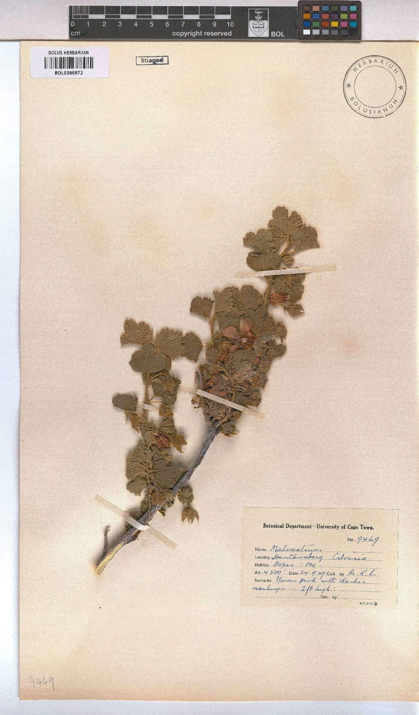 Malvastrum image