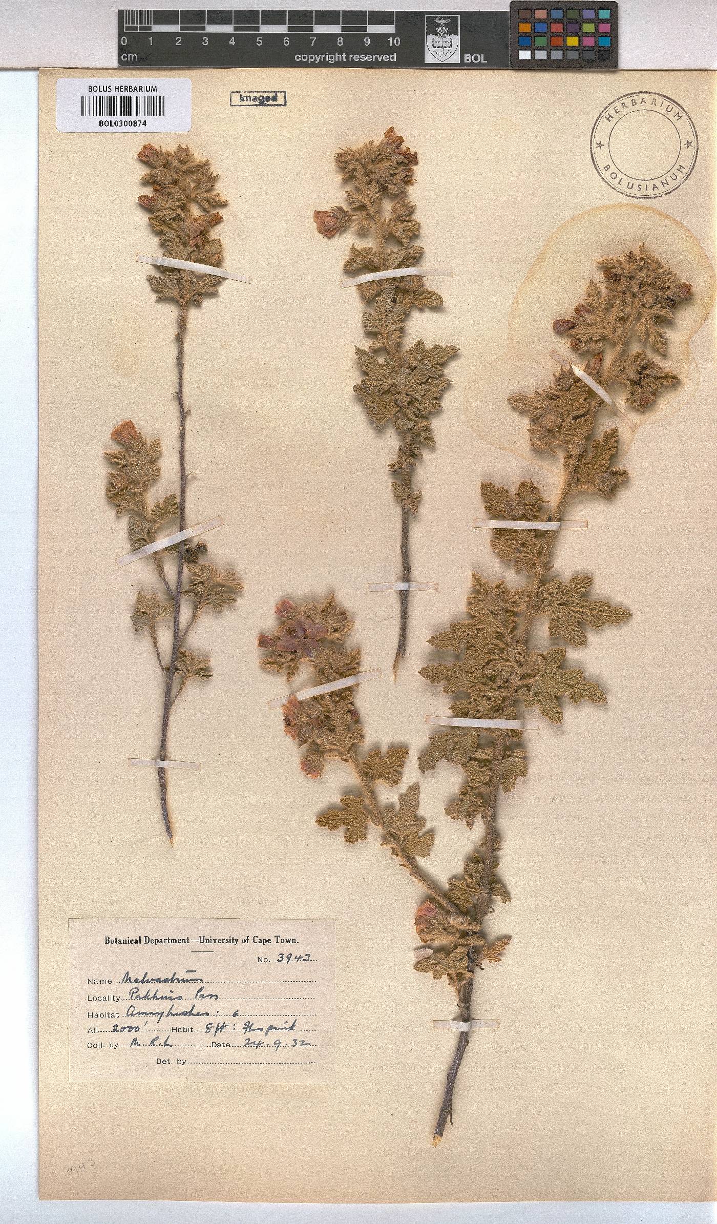 Malvastrum image