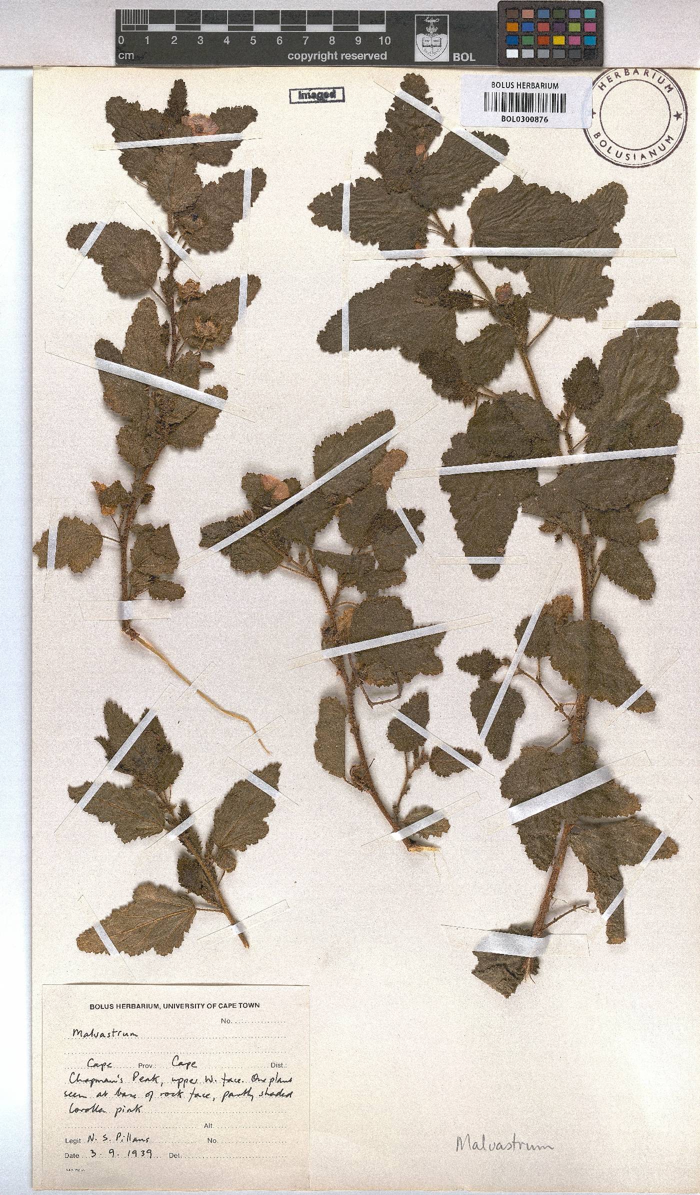 Malvastrum image