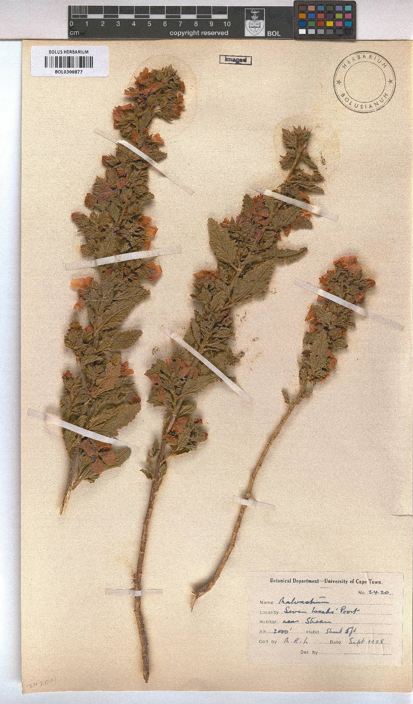 Malvastrum image