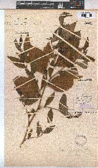Sida acuta image