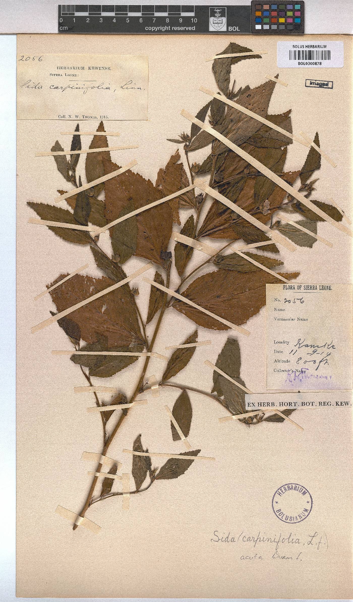 Sida acuta image