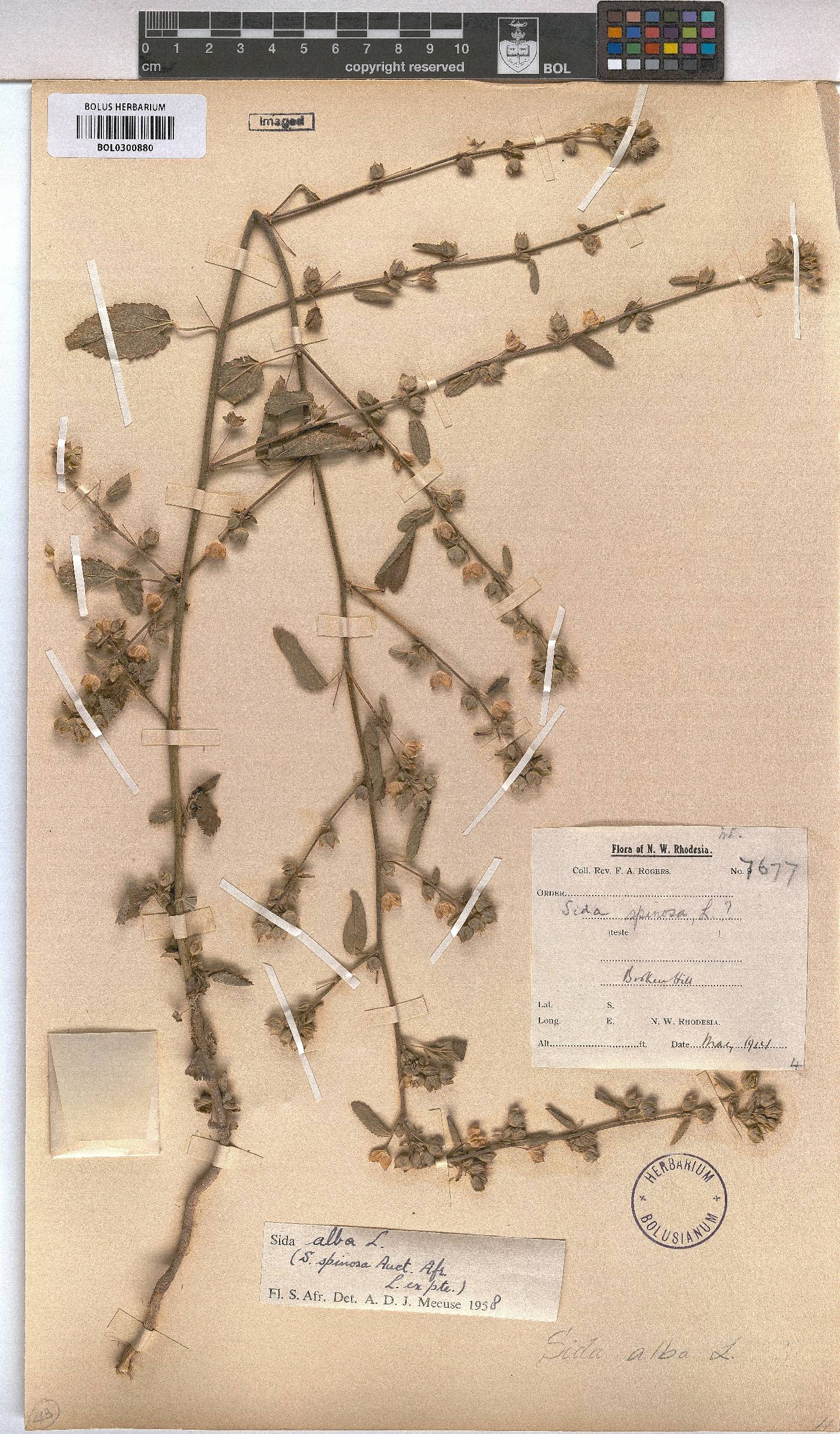 Sida alba image