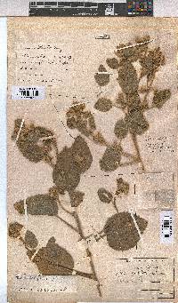 Sida cordifolia image