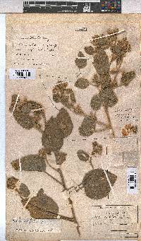 Sida cordifolia image