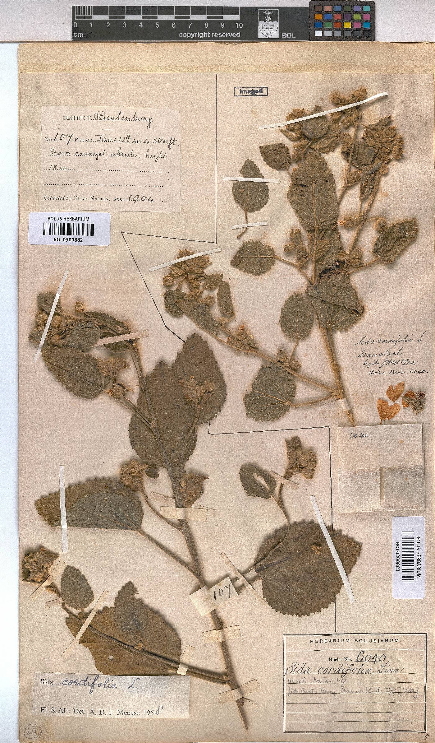 Sida cordifolia image
