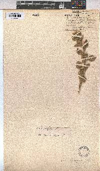 Sida cordifolia image
