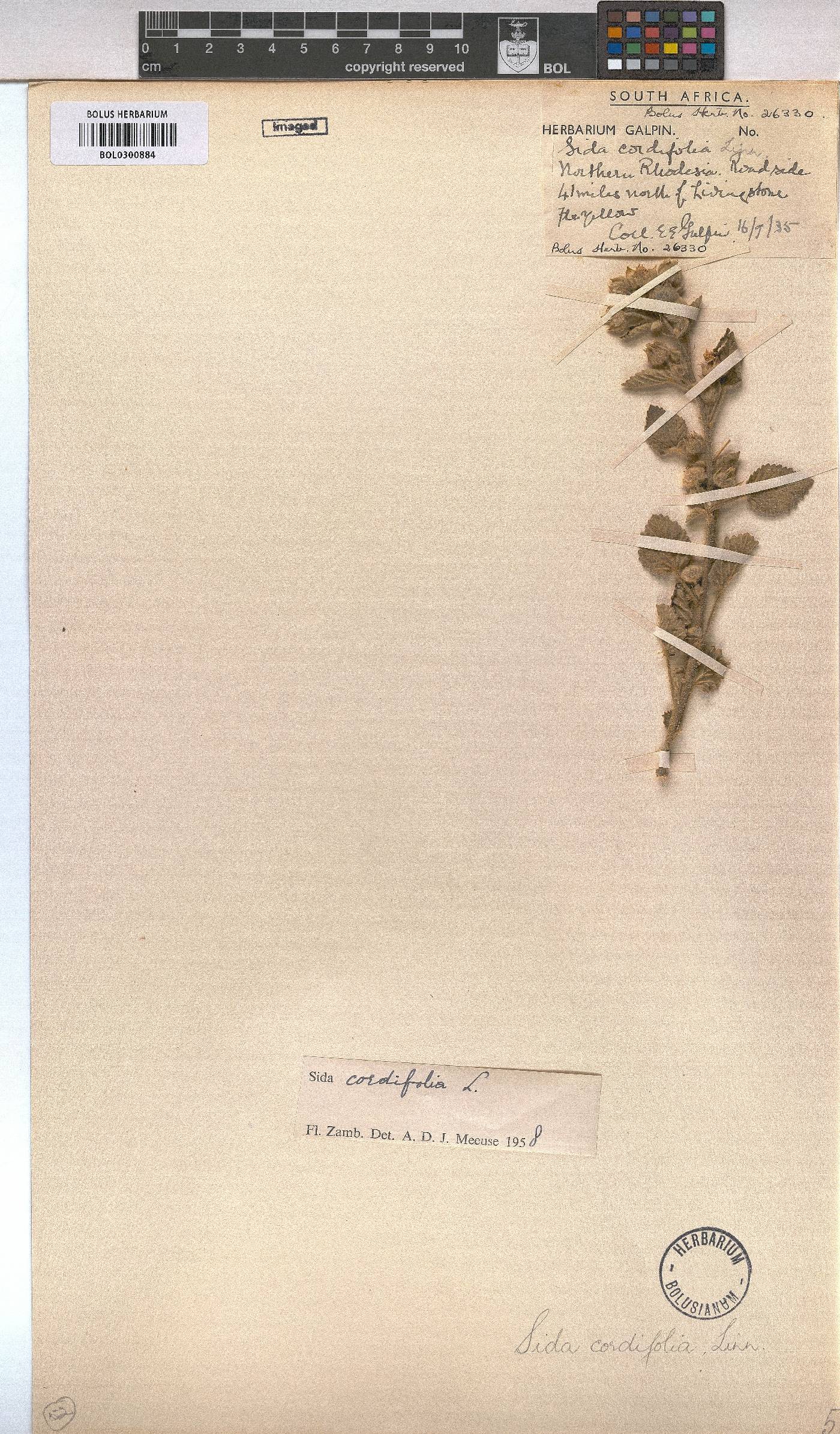 Sida cordifolia image