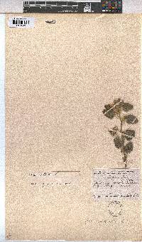 Sida cordifolia image