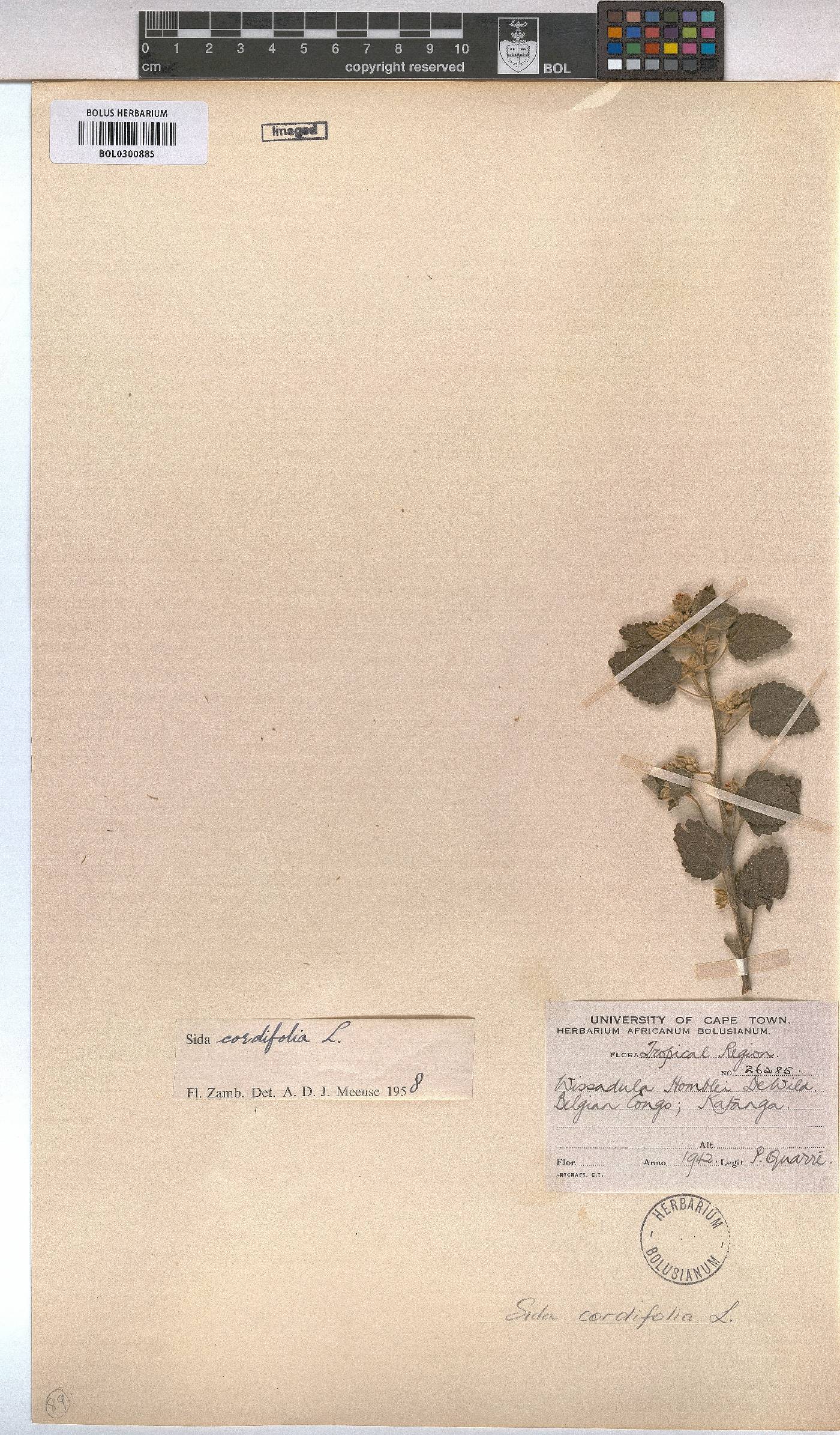 Sida cordifolia image