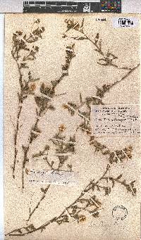 Sida dregei image