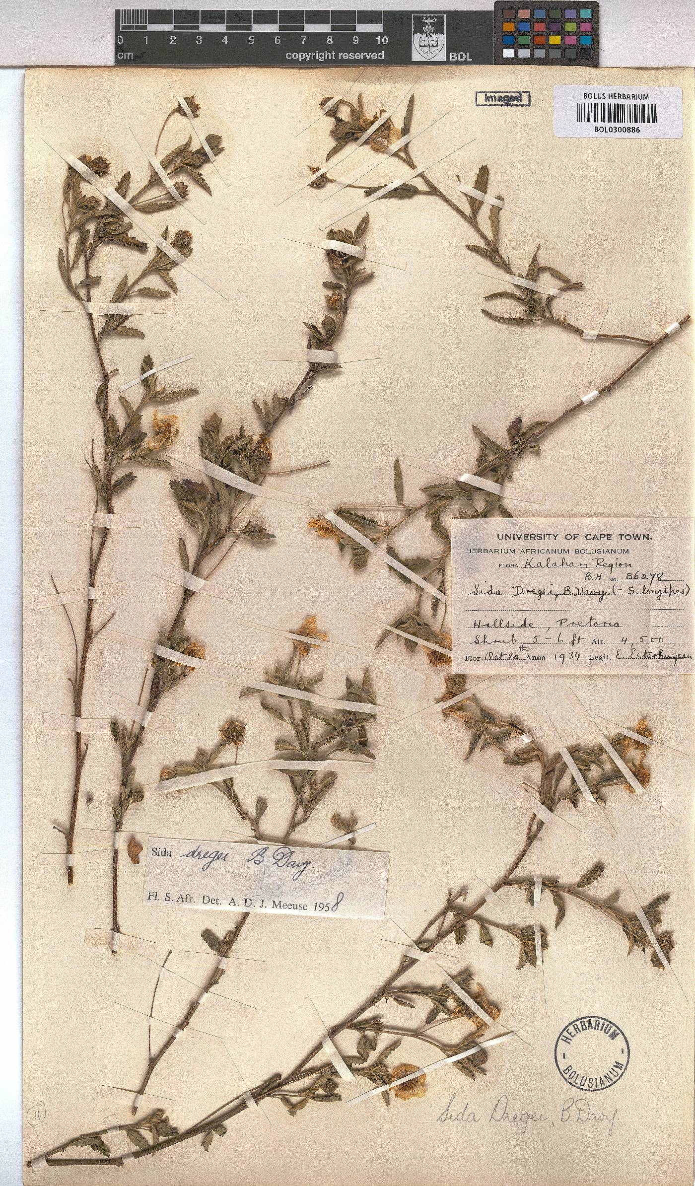 Sida dregei image