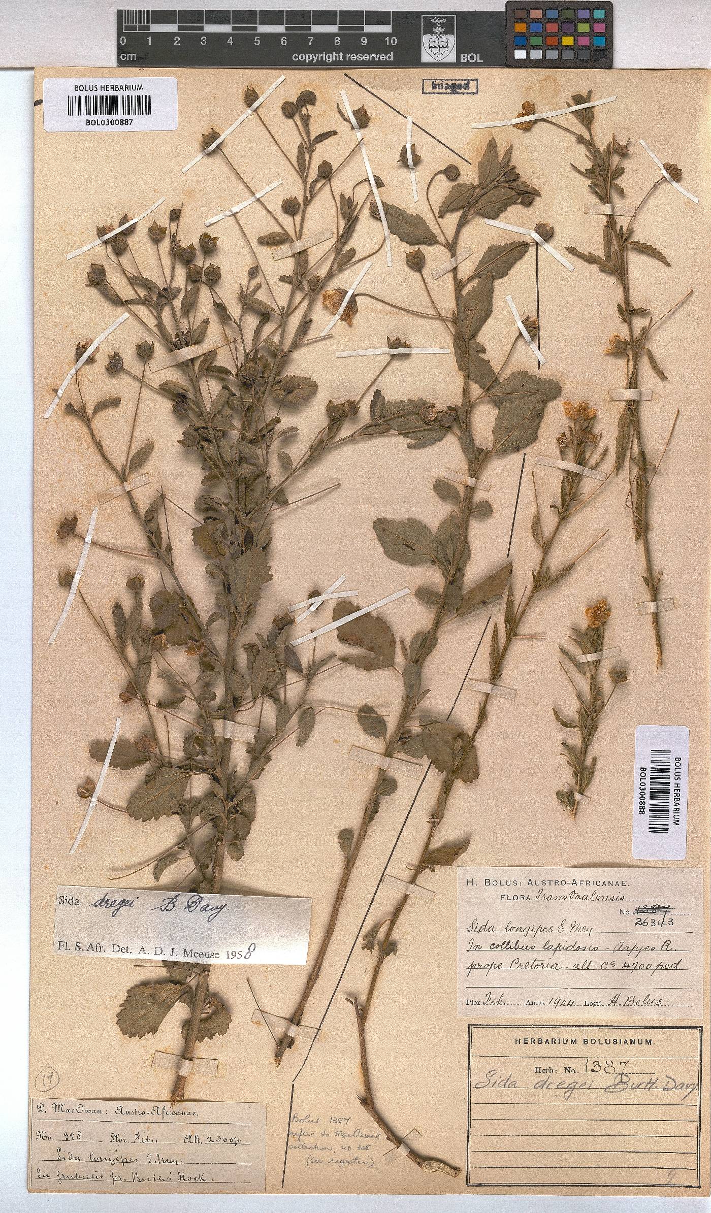 Sida dregei image