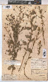 Sida dregei image
