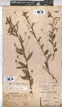 Sida dregei image
