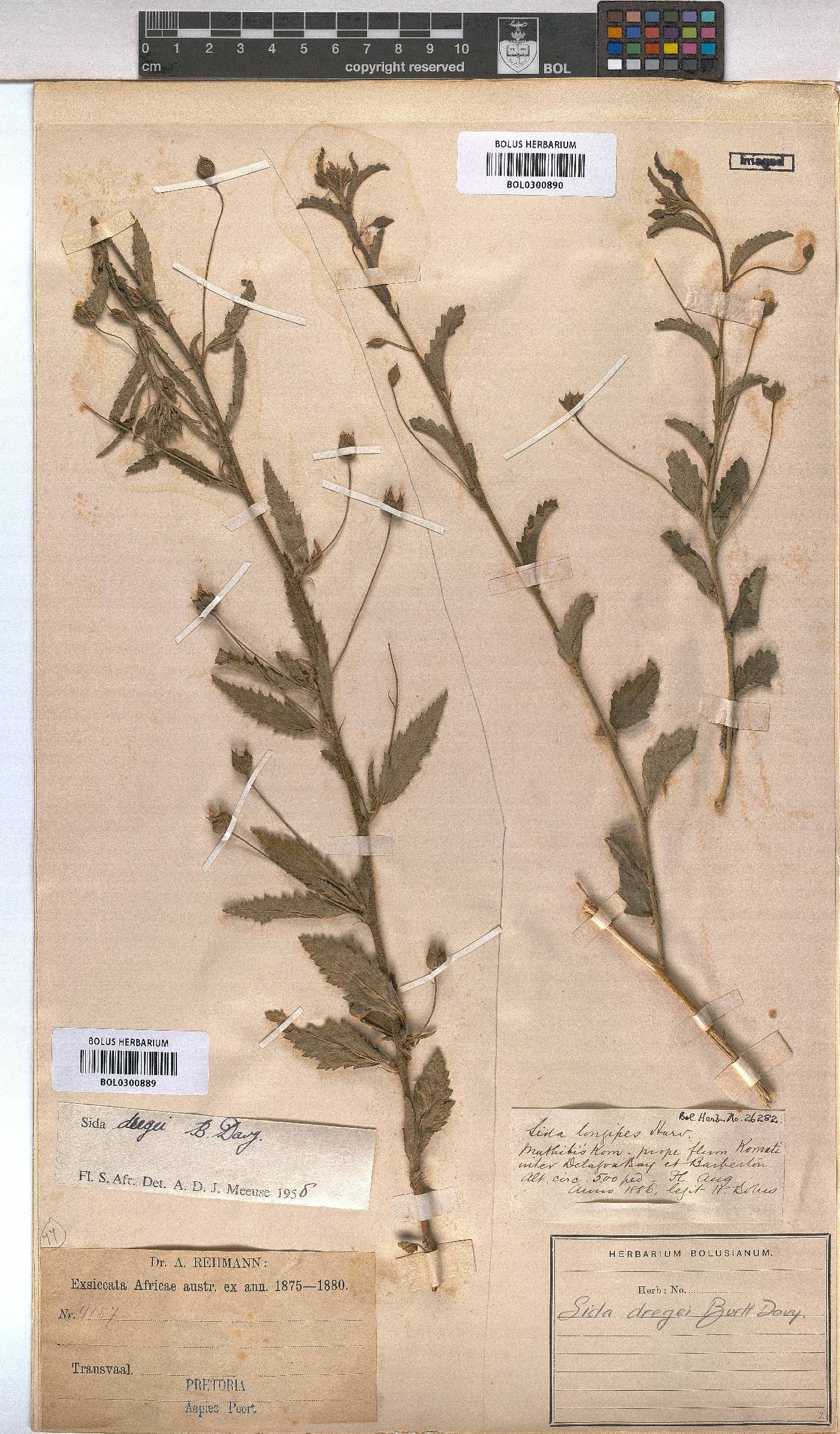 Sida dregei image