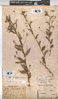 Sida dregei image