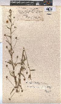 Sida dregei image