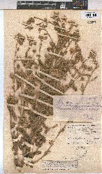 Sida ovata image