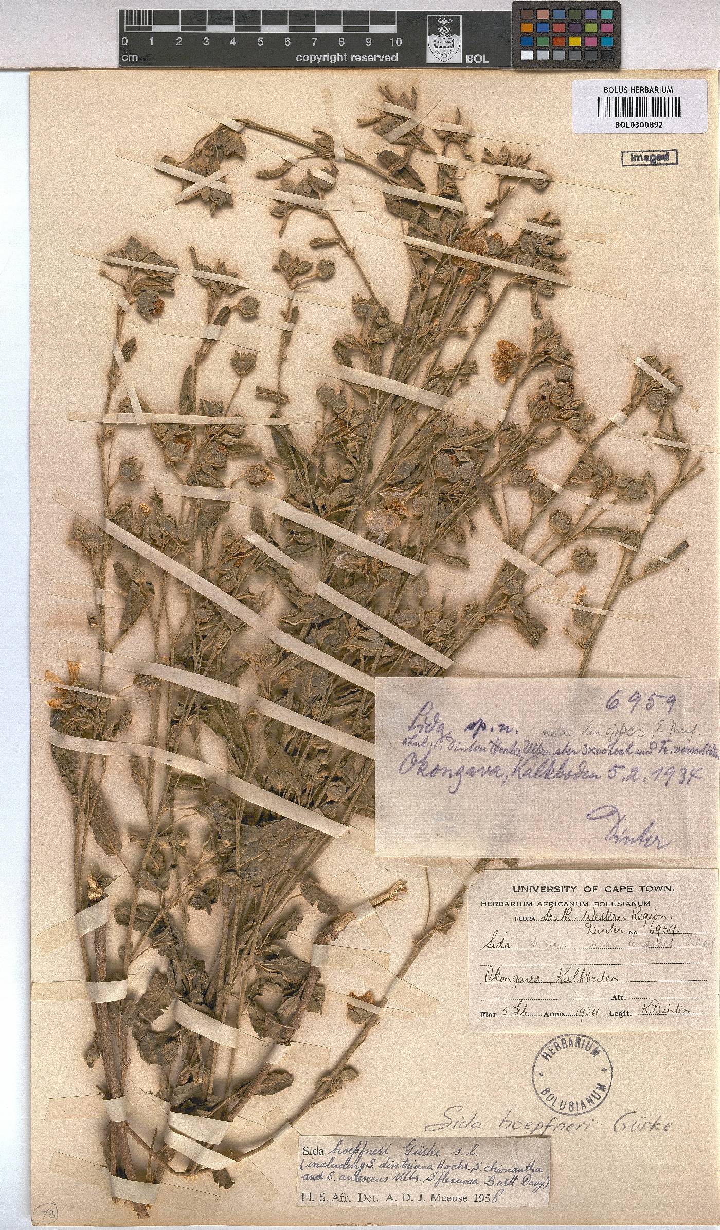 Sida ovata image
