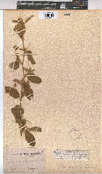 Sida ovata image