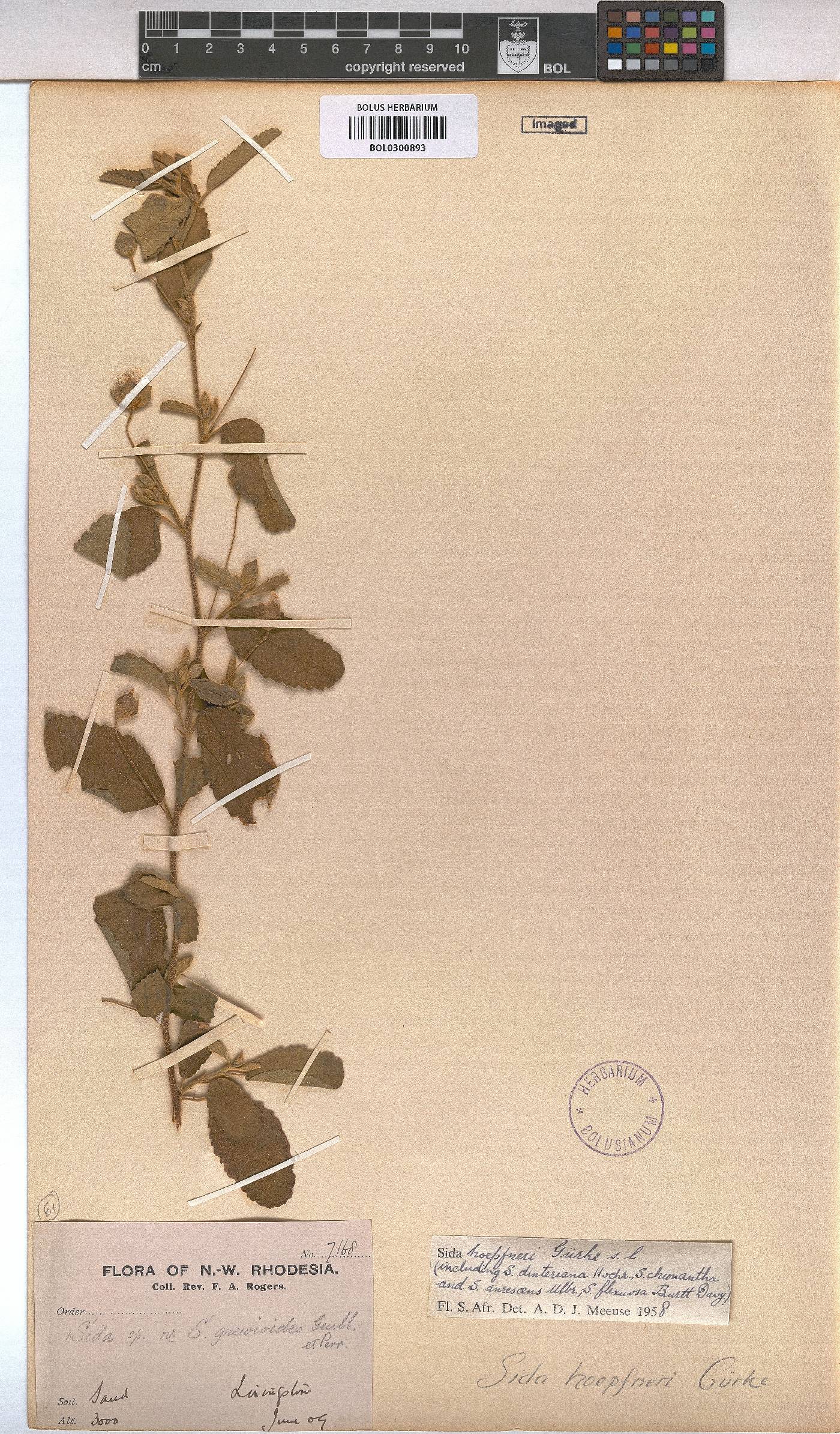 Sida ovata image