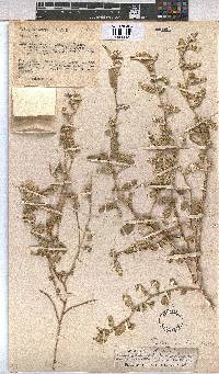 Sida ovata image