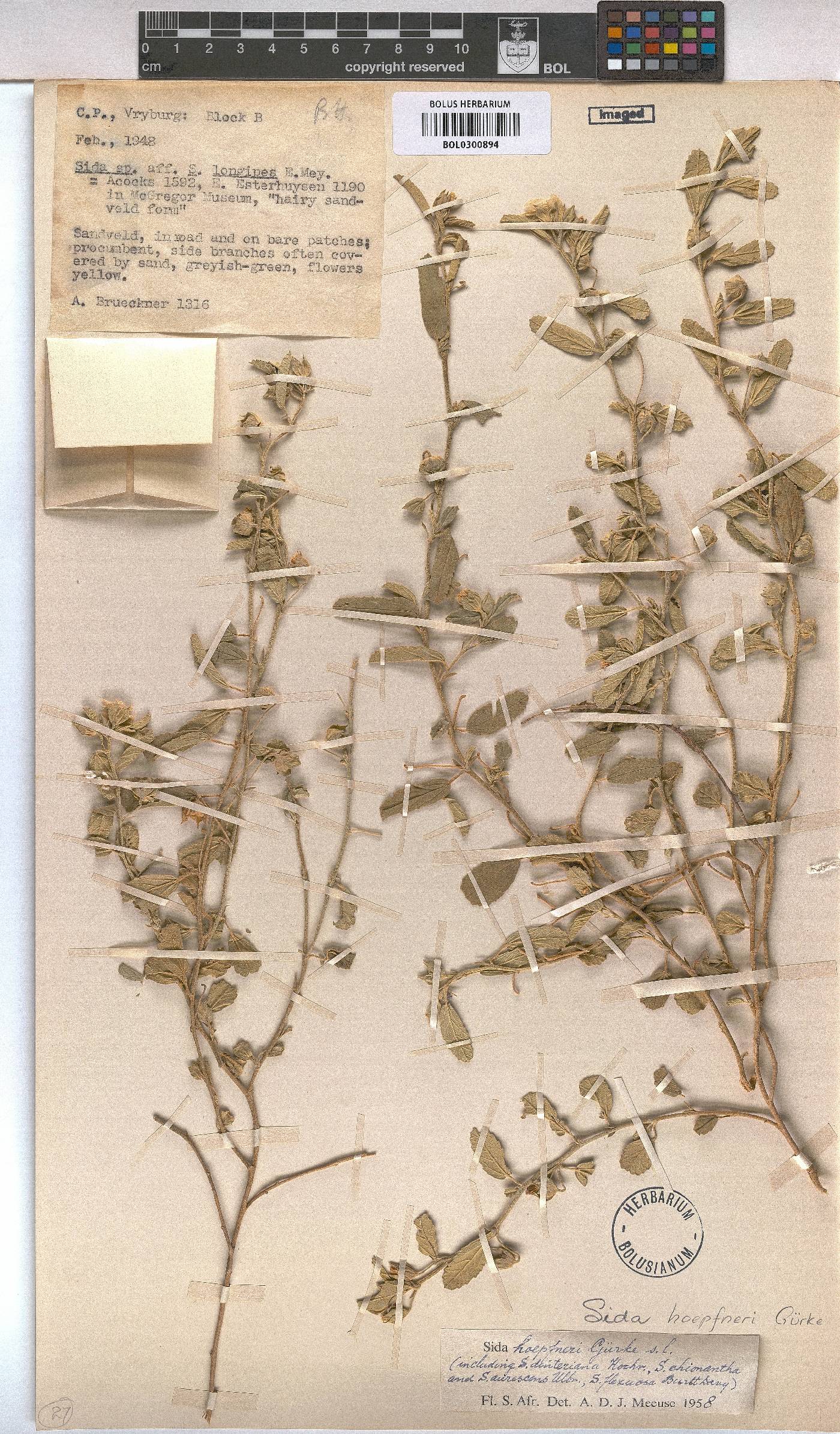 Sida ovata image