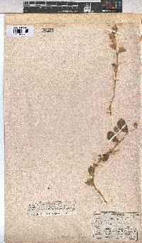 Sida ovata image