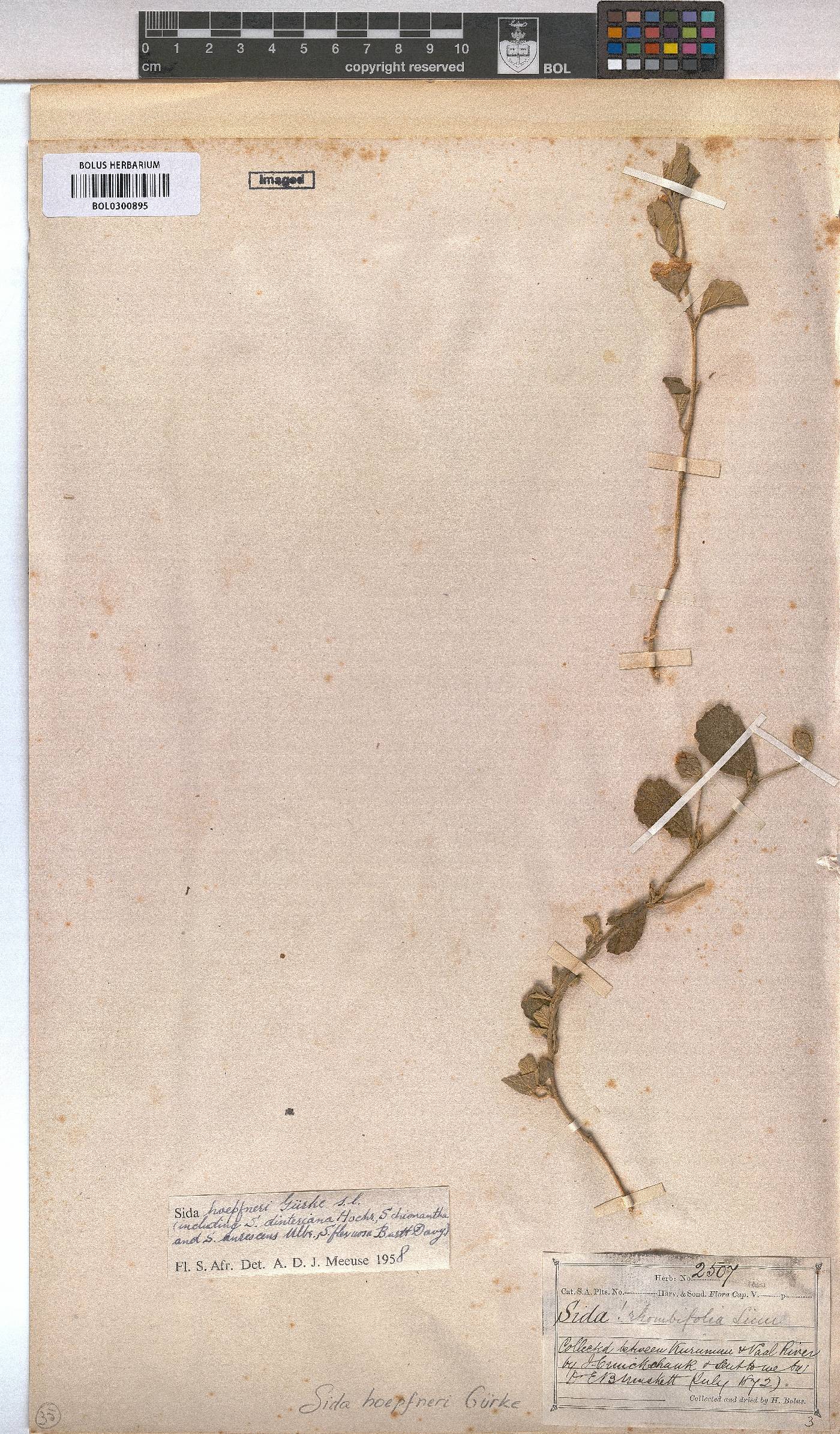 Sida ovata image