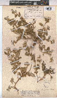 Sida ovata image