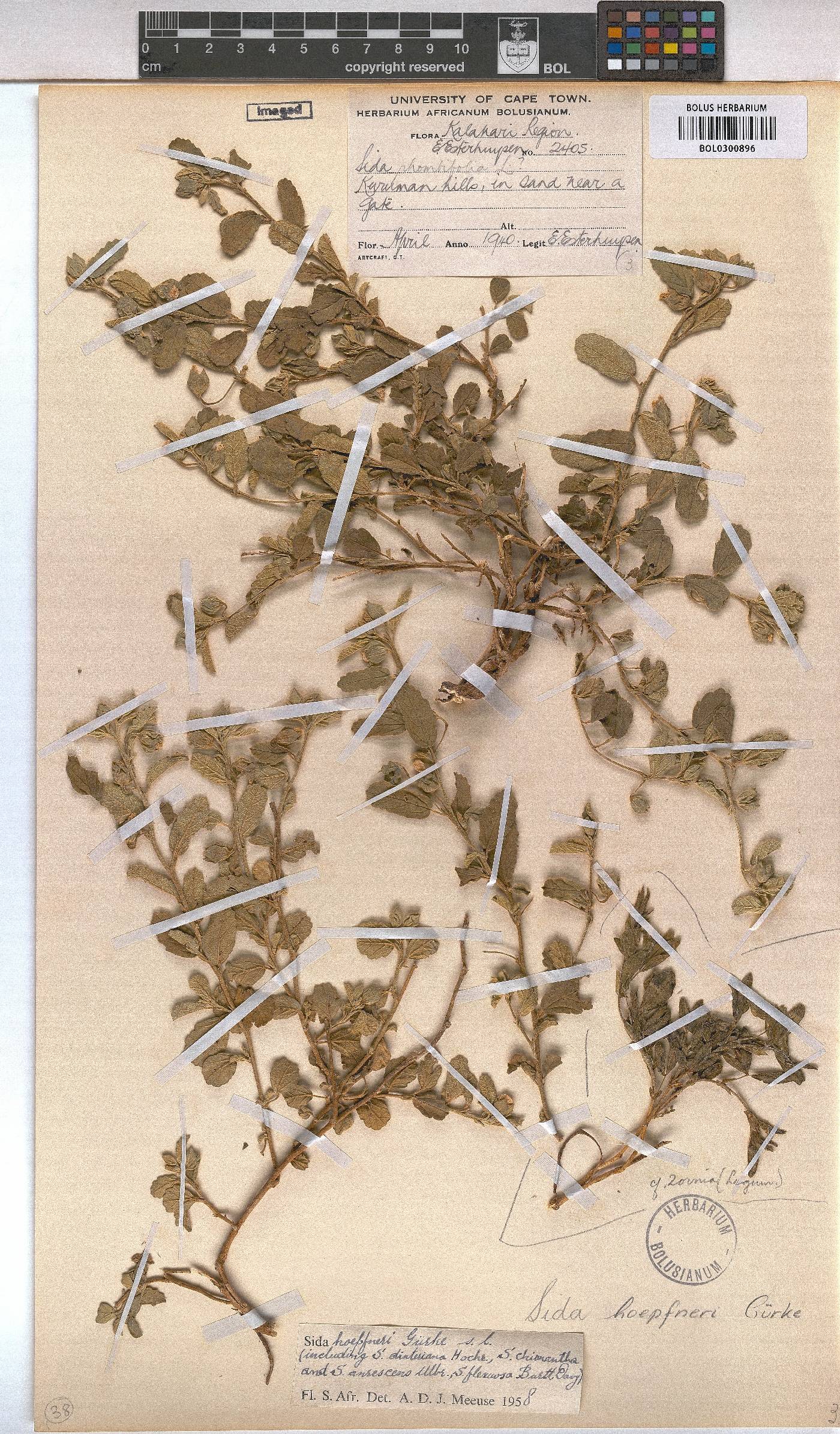 Sida ovata image