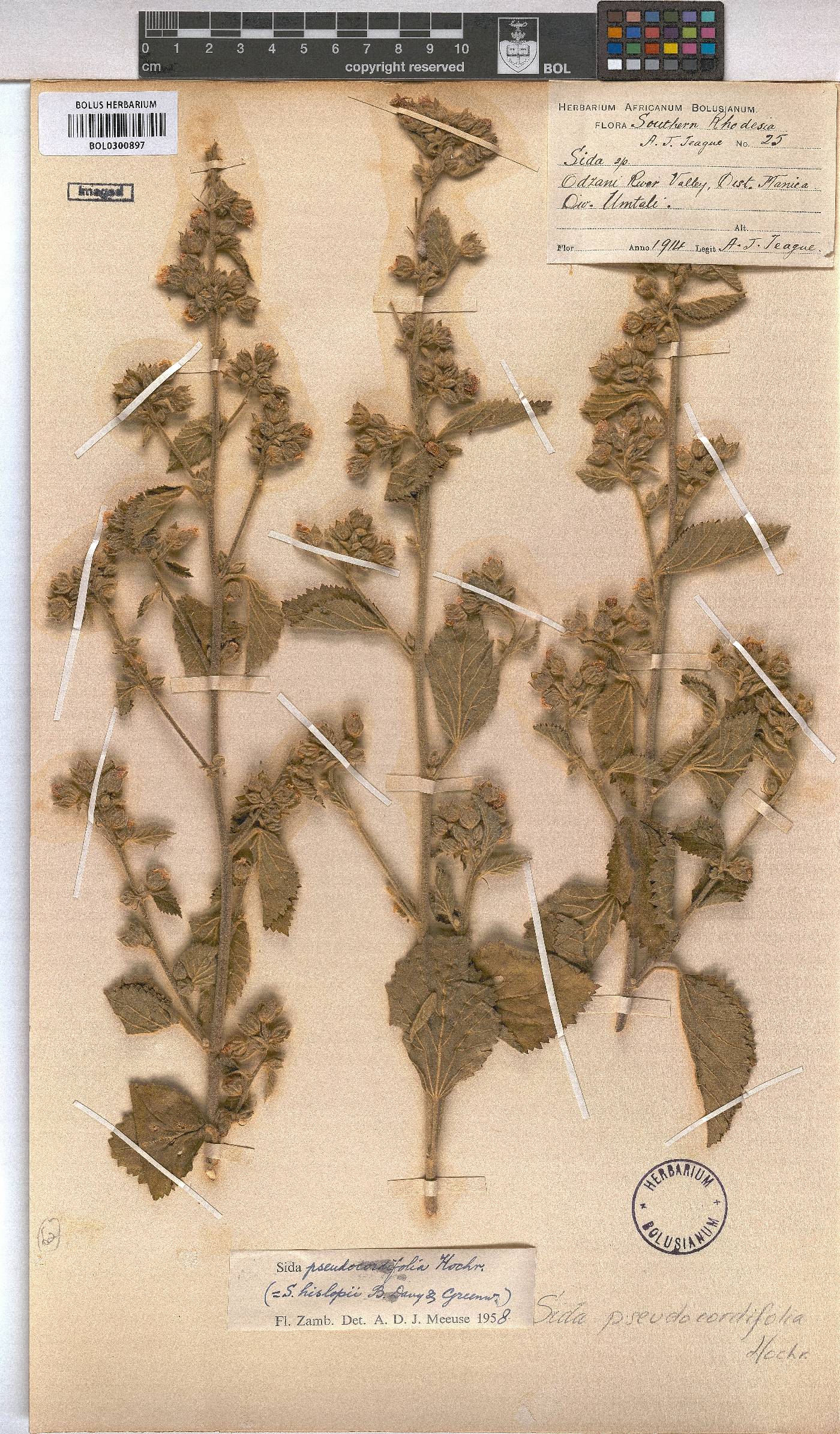 Sida pseudocordifolia image
