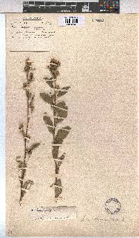 Image of Sida rhombifolia