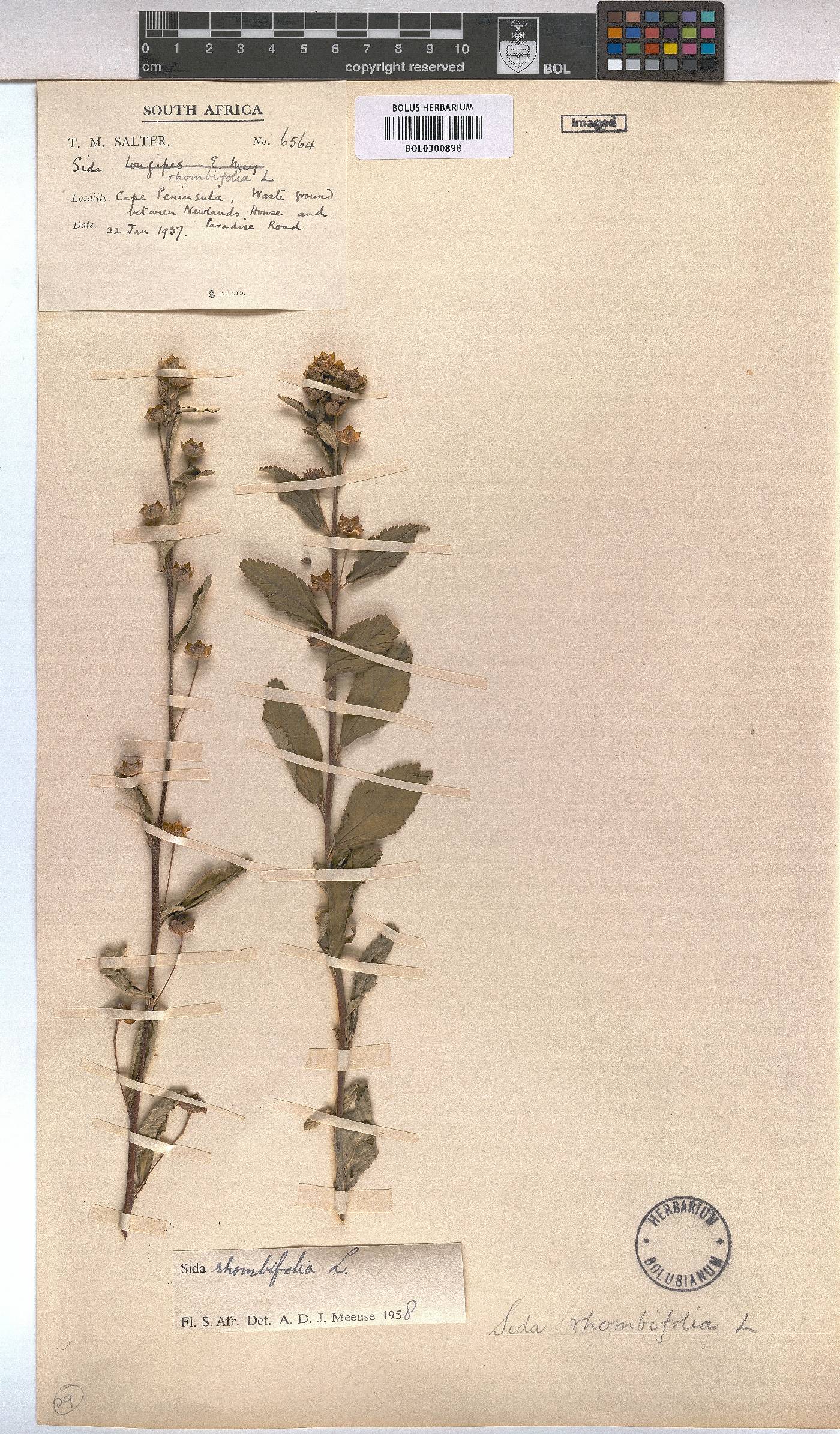 Sida rhombifolia image