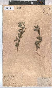 Sida rhombifolia image