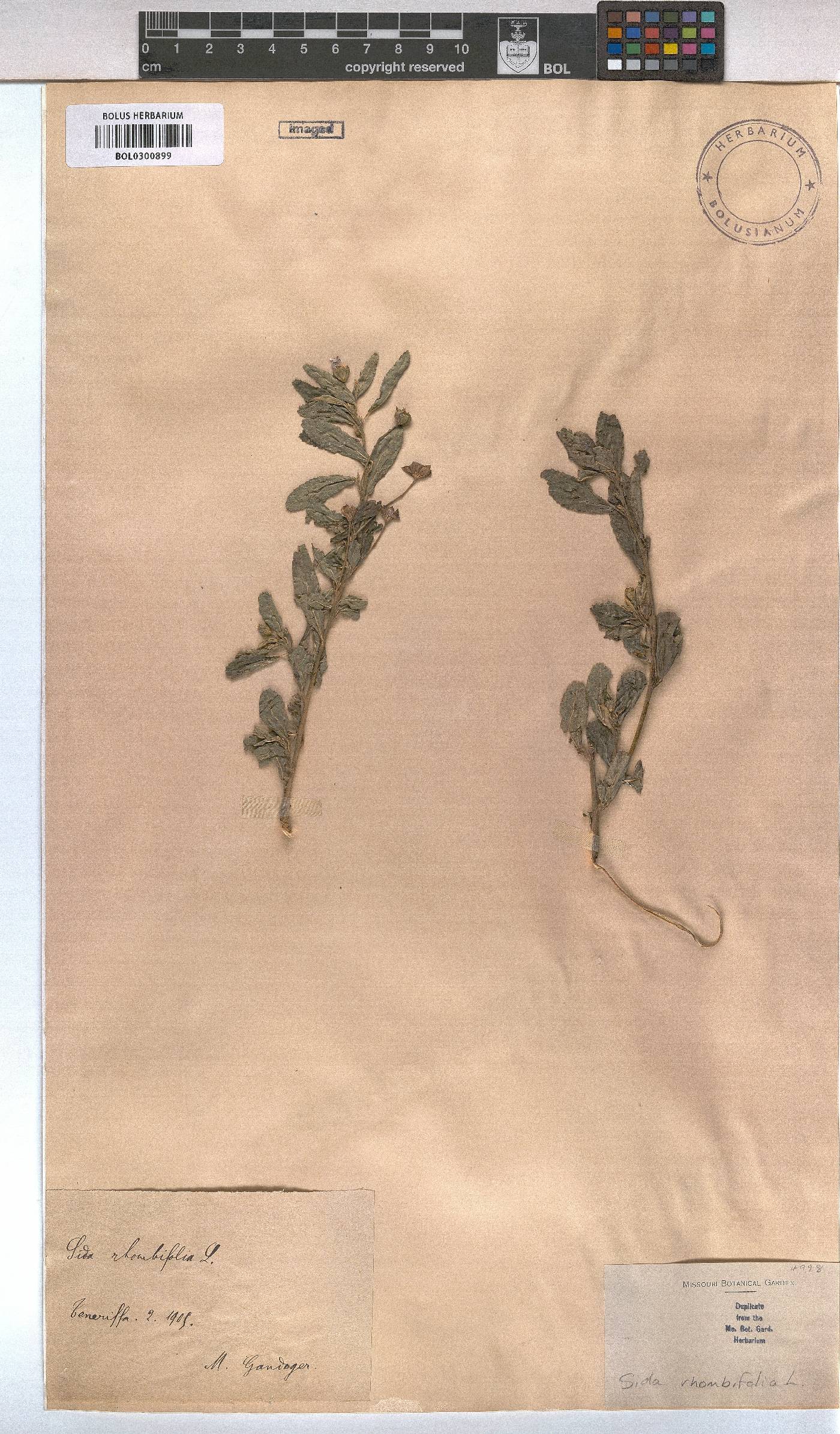 Sida rhombifolia image