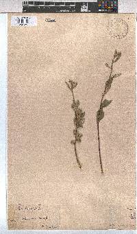 Sida rhombifolia image
