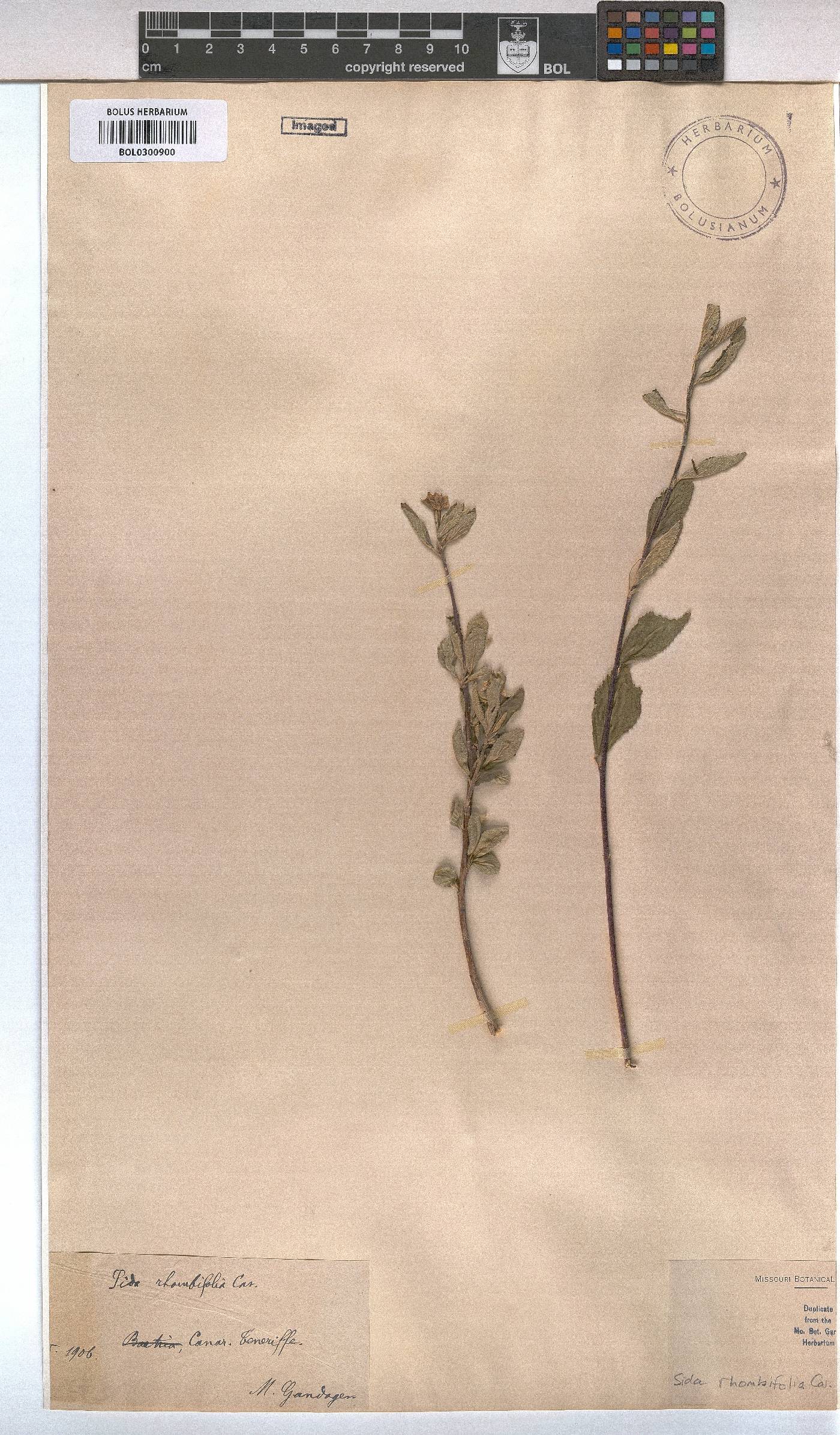 Sida rhombifolia image