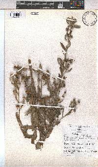 Sida rhombifolia image