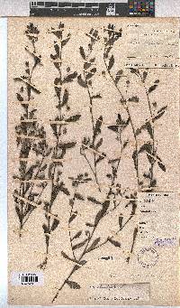 Sida rhombifolia image
