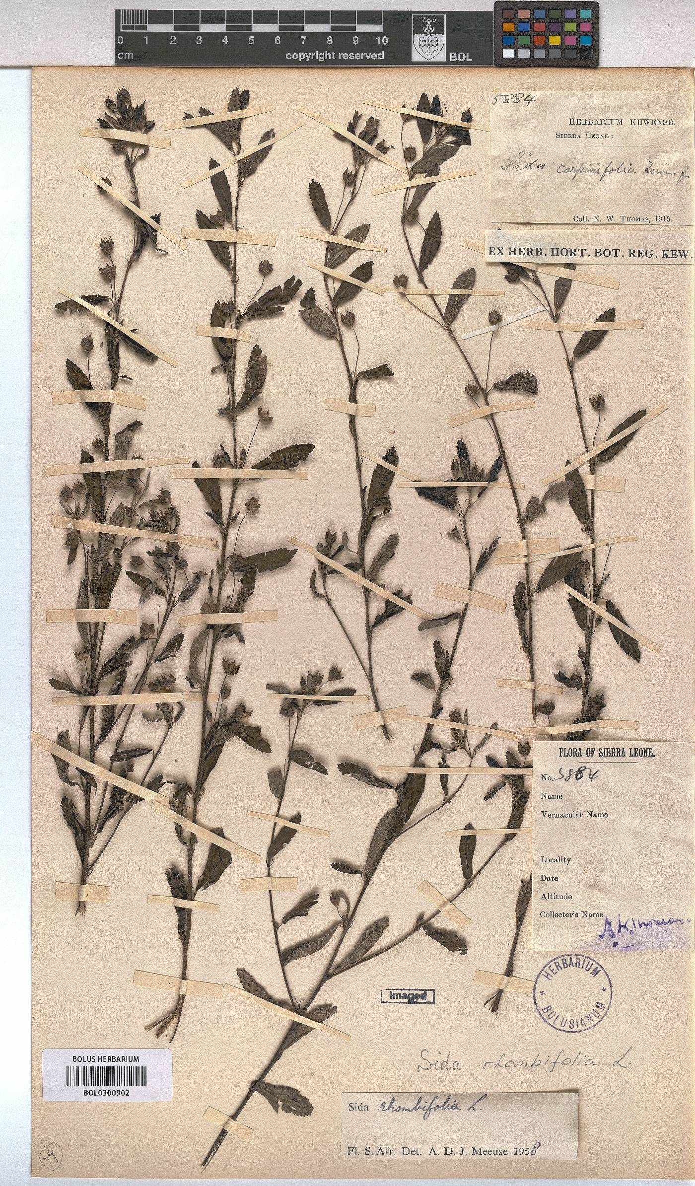 Sida rhombifolia image