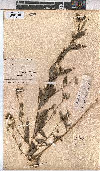 Sida rhombifolia image