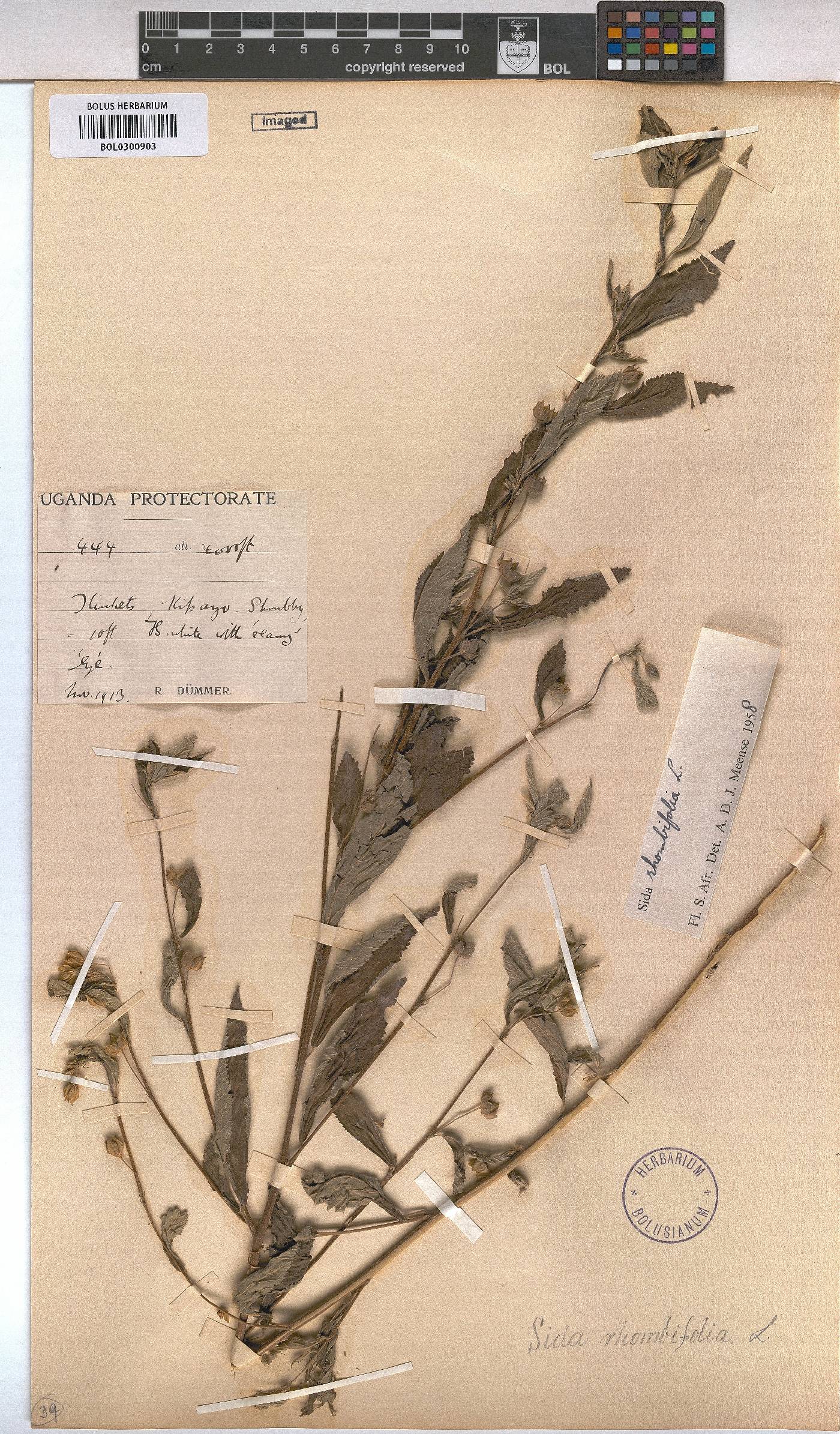Sida rhombifolia image