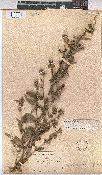 Sida rhombifolia image